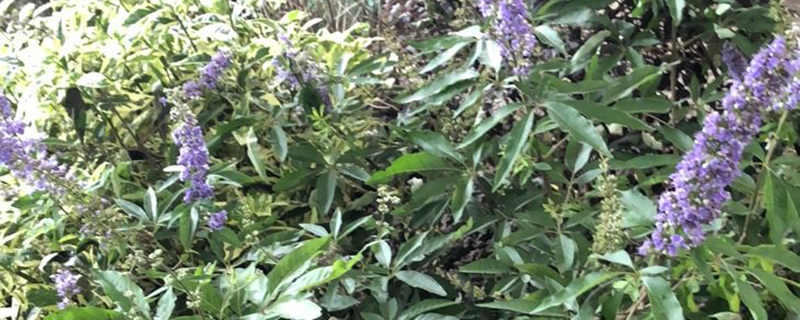 穗花牡荆花