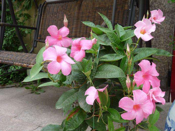 适合夏天养的5种香花，开花勤花量大