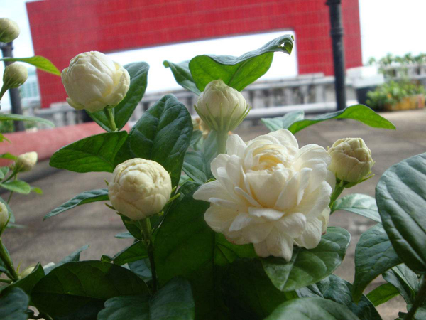 茉莉花