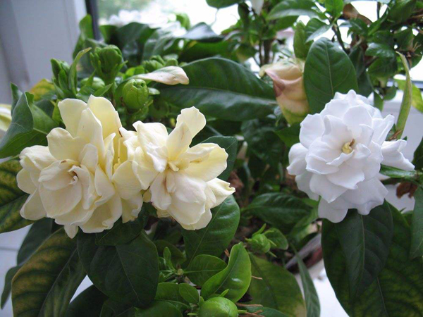 栀子花