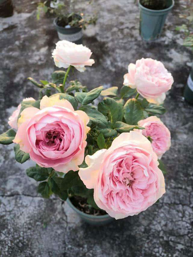 月季花根怎么种植?月季花栽培技术