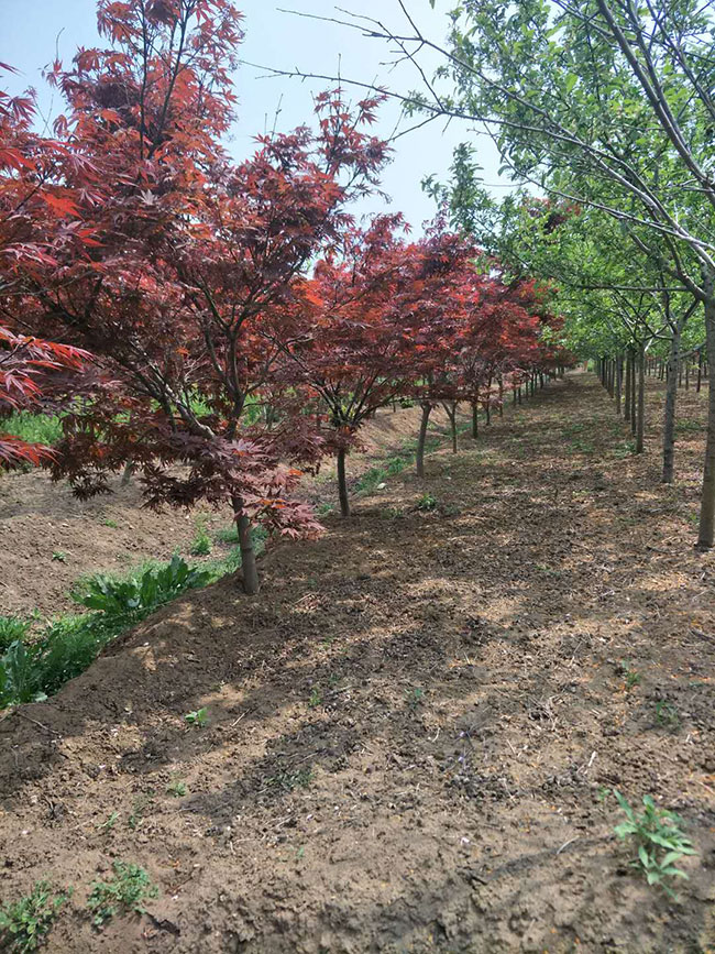 红枫移栽容易成活吗?日本红枫种植技术