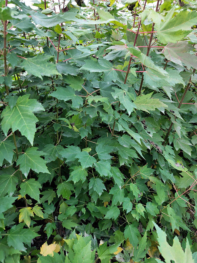红枫移栽容易成活吗?日本红枫种植技术