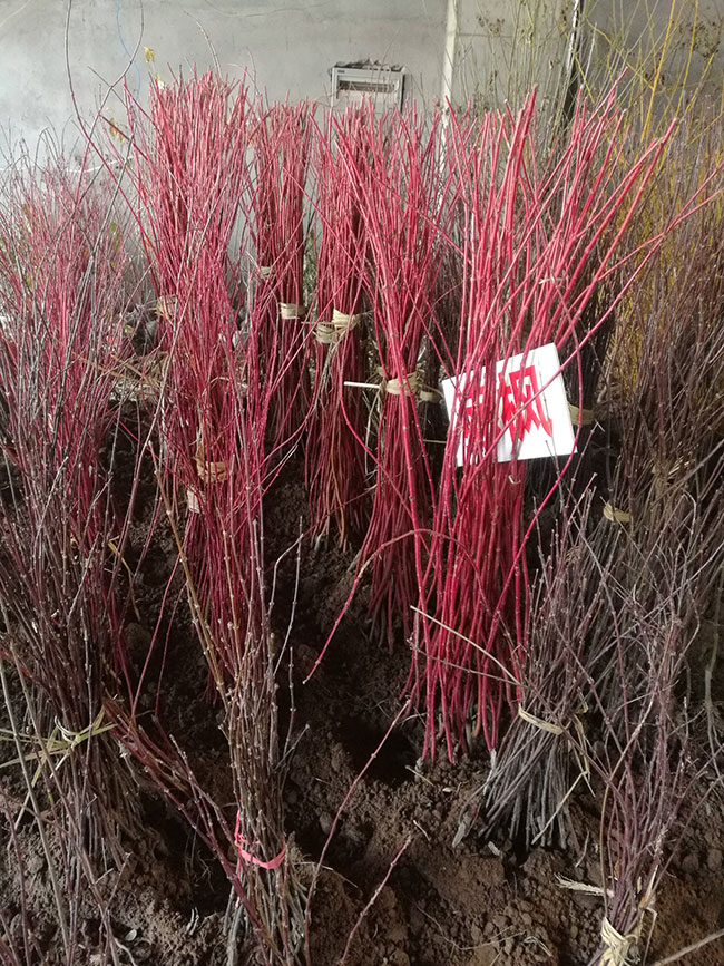 红枫移栽容易成活吗?日本红枫种植技术