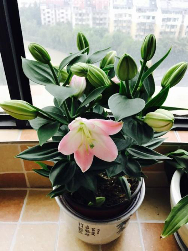 百合花