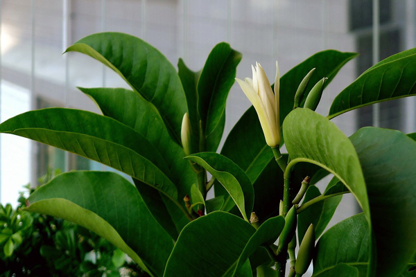 白兰花
