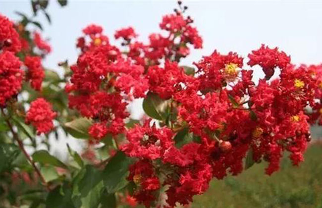 紫薇树几月份种植?紫薇的种植前景怎么样?