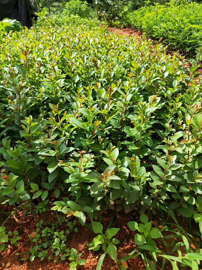 紫薇树