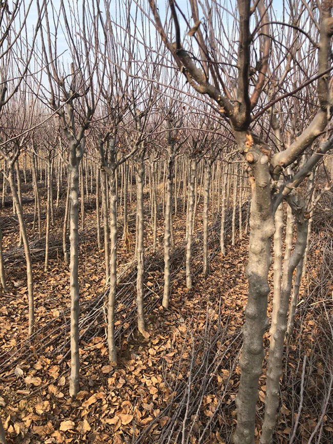 八棱海棠什么时候种植?八棱海棠育苗技术