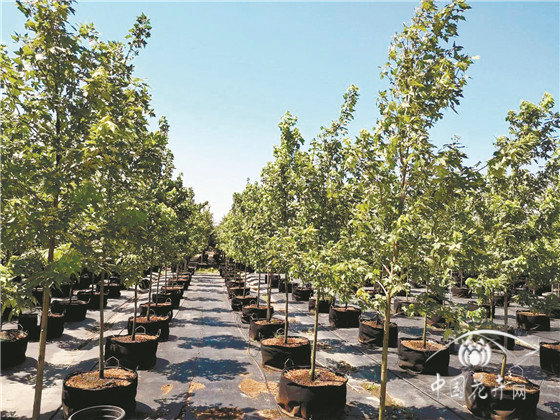 生长慢?成本高?只能做反季节移栽? 你真的懂容器大苗吗?