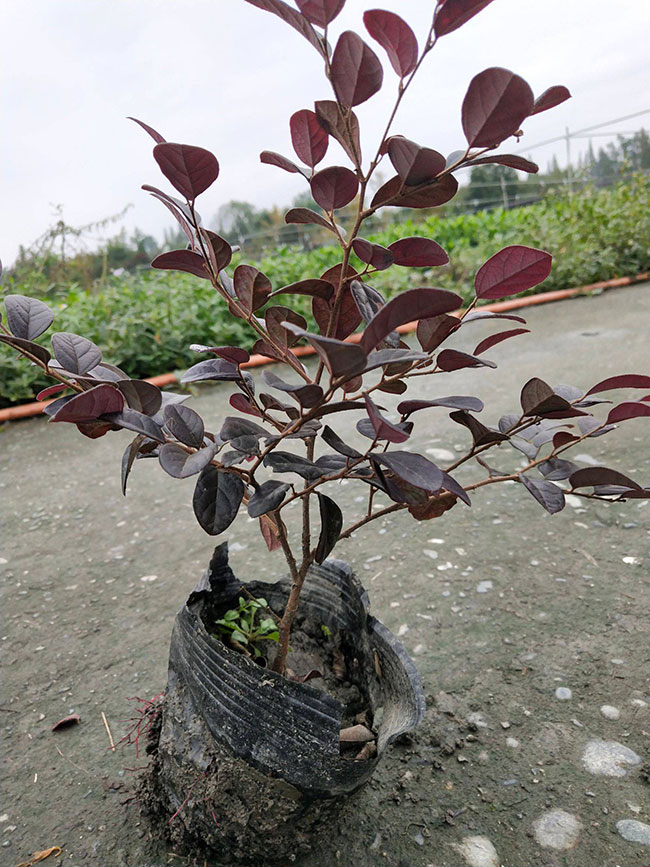 红花继木什么时间嫁接?红花继木嫁接时间和方法