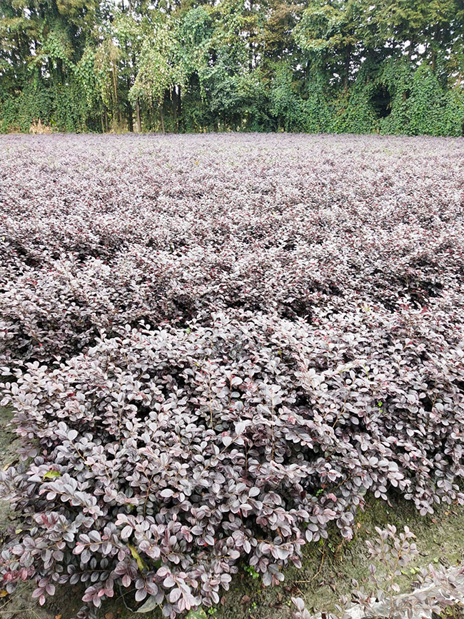 红花继木什么时间嫁接?红花继木嫁接时间和方法