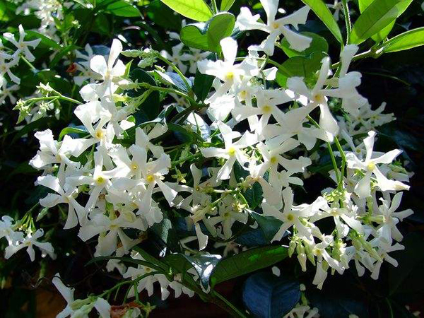这4种茉莉花开花更有特色，你都认识吗？
