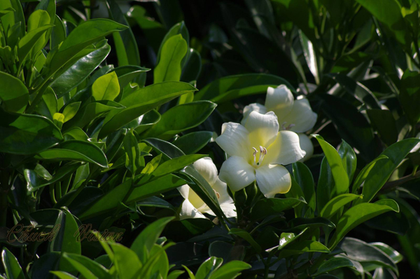 非洲茉莉