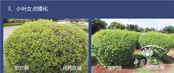 绿篱的化学控旺操作简单易行