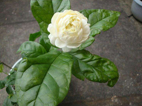 茉莉花