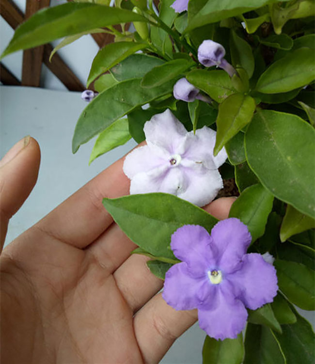 双色茉莉