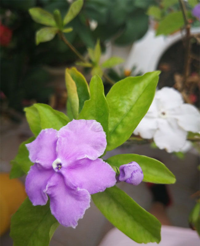 双色茉莉