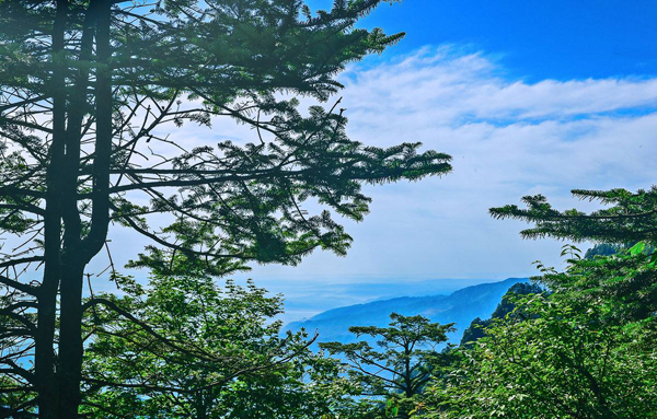 松树