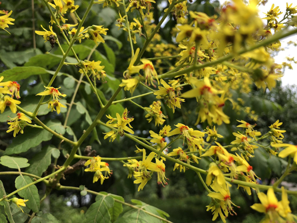 栾树花期什么时候开？栾树果期花期介绍