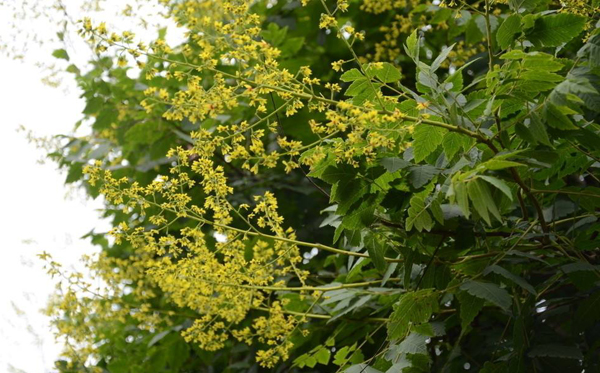 栾树开花