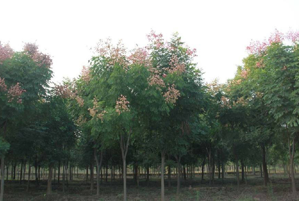 栾树基地实拍