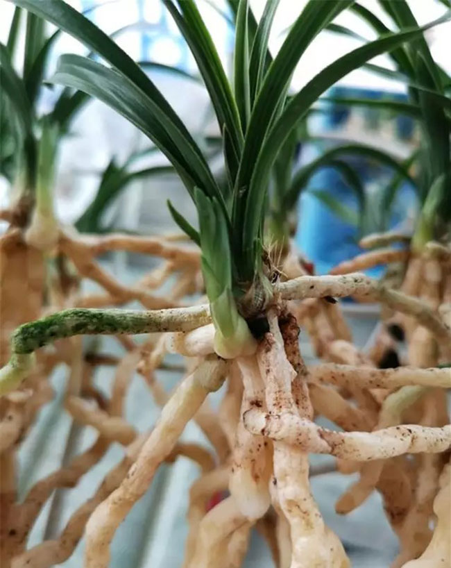 兰花根系不长怎么办？