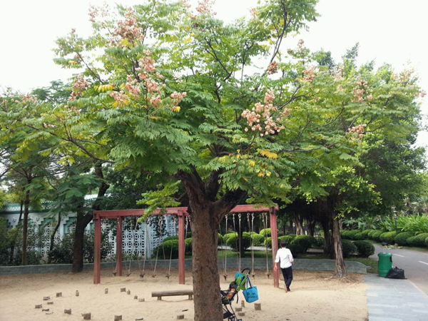 家里种栾树好吗？院子里栽栾树可以吗？