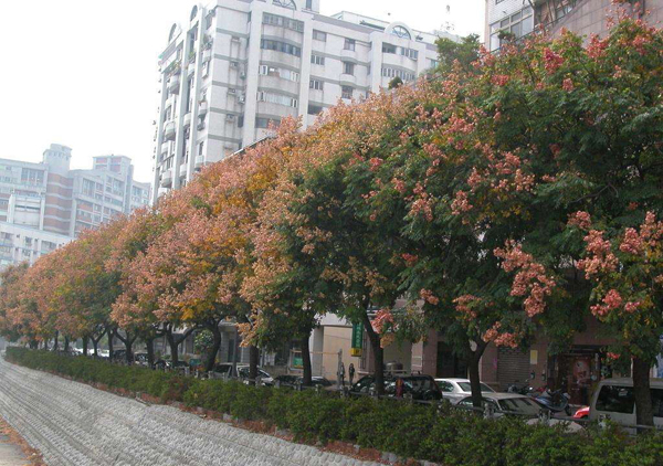 路边的栾树