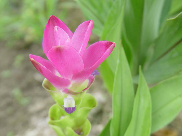 姜荷花