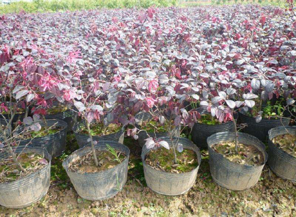 红花继木耐寒吗？红花檵木适合北方种植吗？