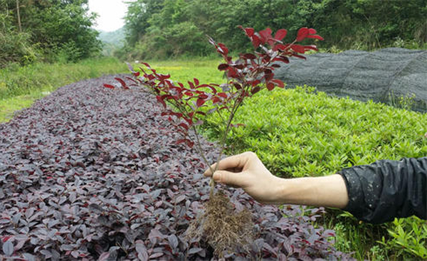 红花继木的特点是什么？红花继木的繁殖方法