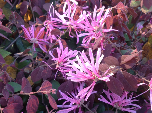 红花继木开花