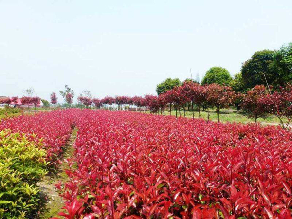 红叶石楠种植基地