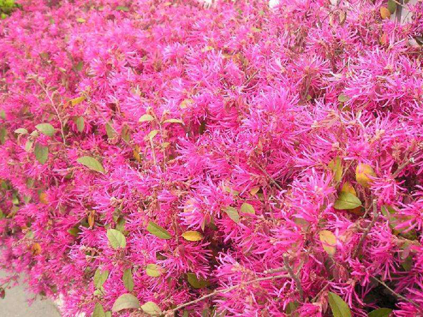 红花檵木开花