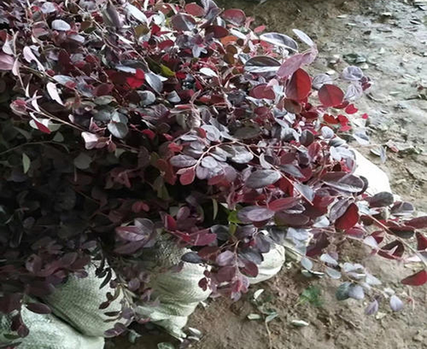 红花继木苗