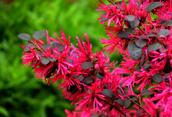 红花继木怎样栽培？红花继木种植时间要点