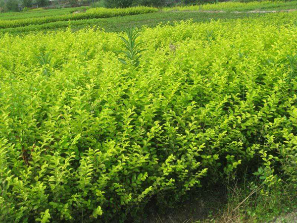 金叶女贞种植基地