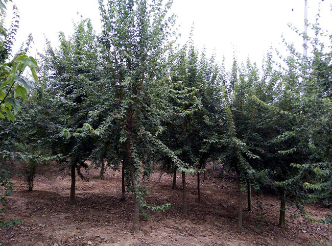 三角枫小苗多少钱一棵?最新三角枫小苗市场价格
