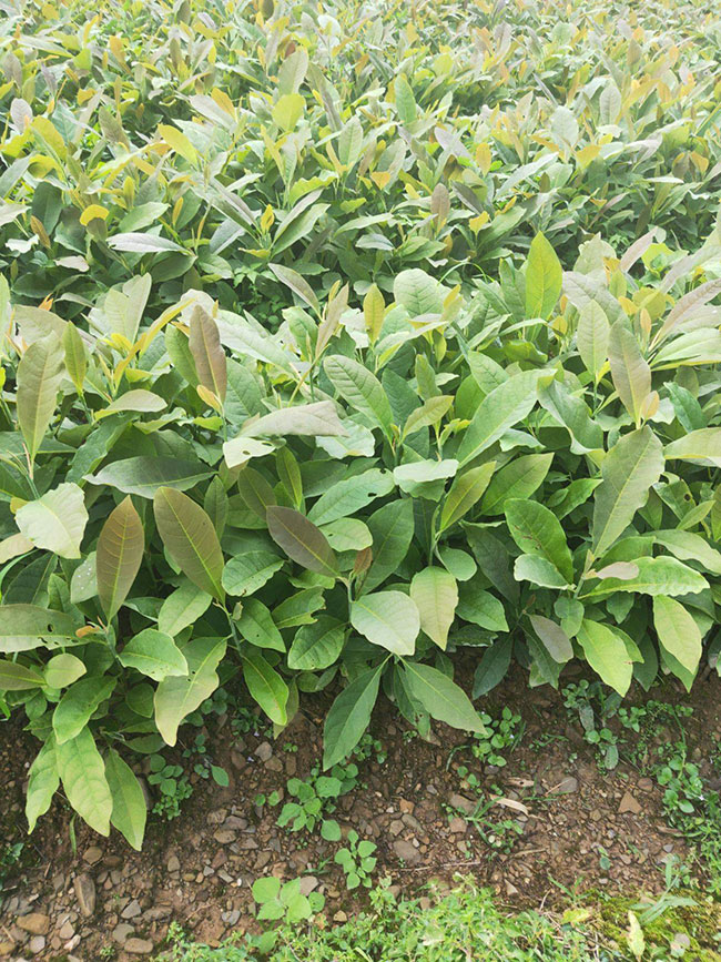朴树小苗多少钱一棵?2020最新朴树小苗价格行情