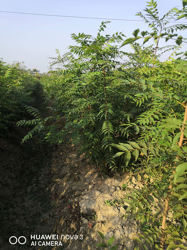 黄连木小苗多少钱一棵?最新黄连木小苗批发价格