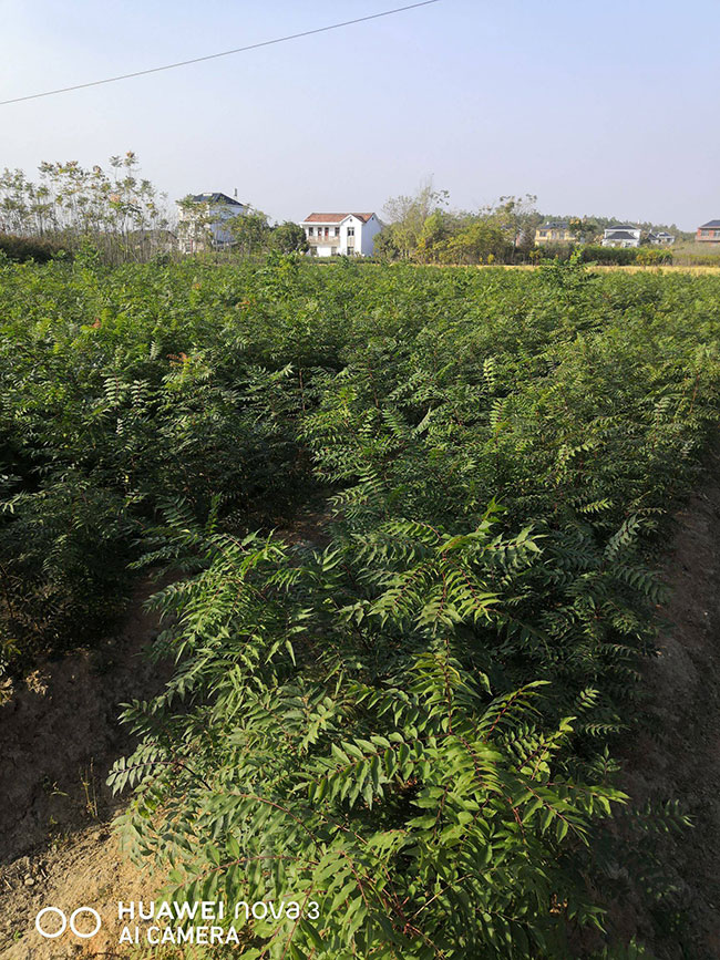 黄连木小苗多少钱一棵?最新黄连木小苗批发价格