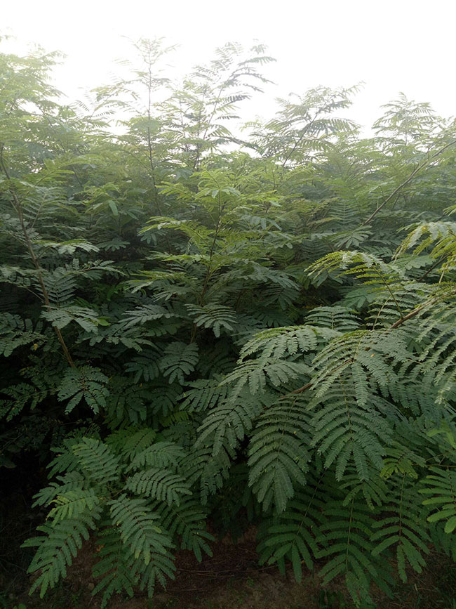 一年生合欢树小苗多少钱