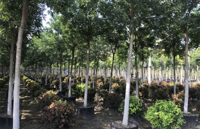 一年生枫香小苗多少钱一棵?最新枫香苗价格行情
