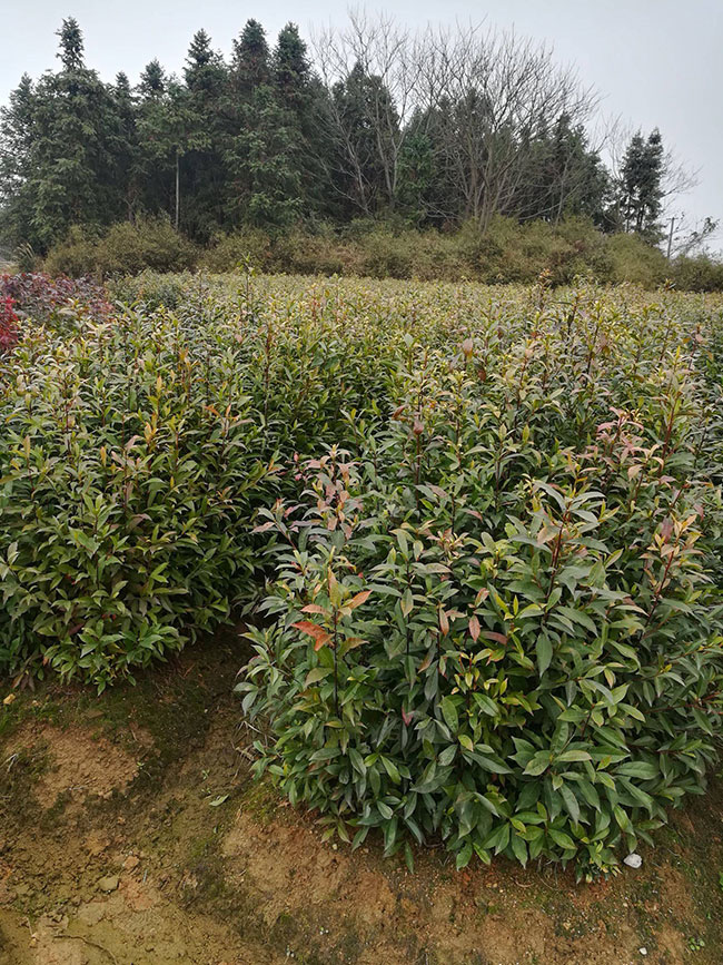 一年生杜英小苗多少钱一棵?2020最新杜英小苗价格