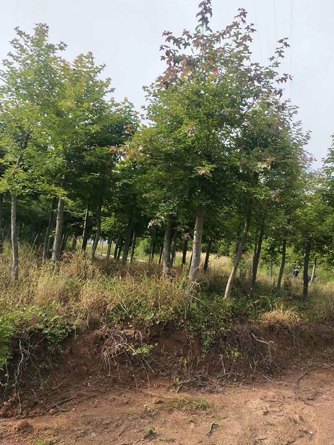 一年生枫香小苗多少钱一棵?最新枫香苗价格行情