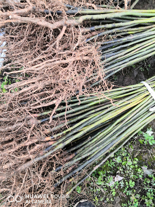 1檫木苗价格