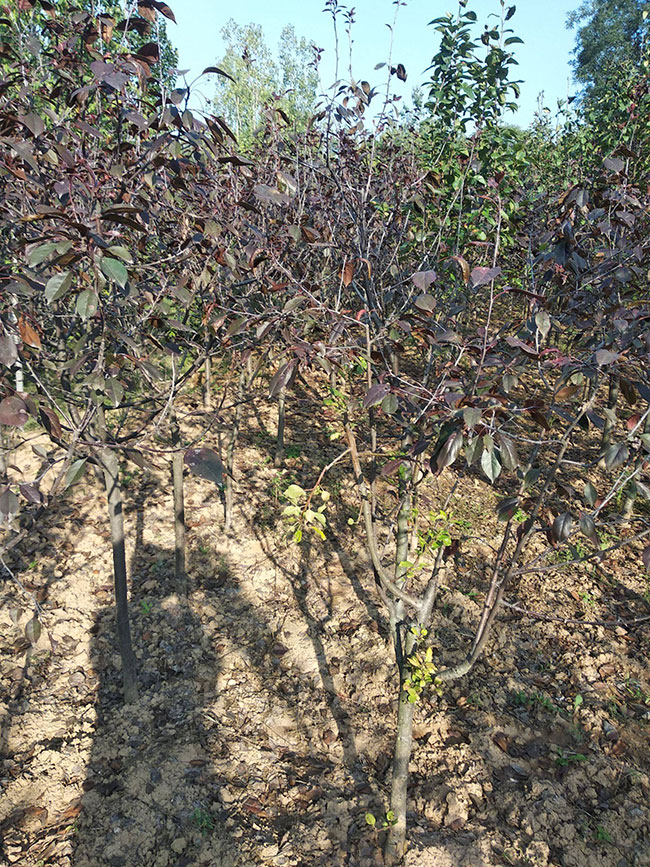 红叶李5.jpg
