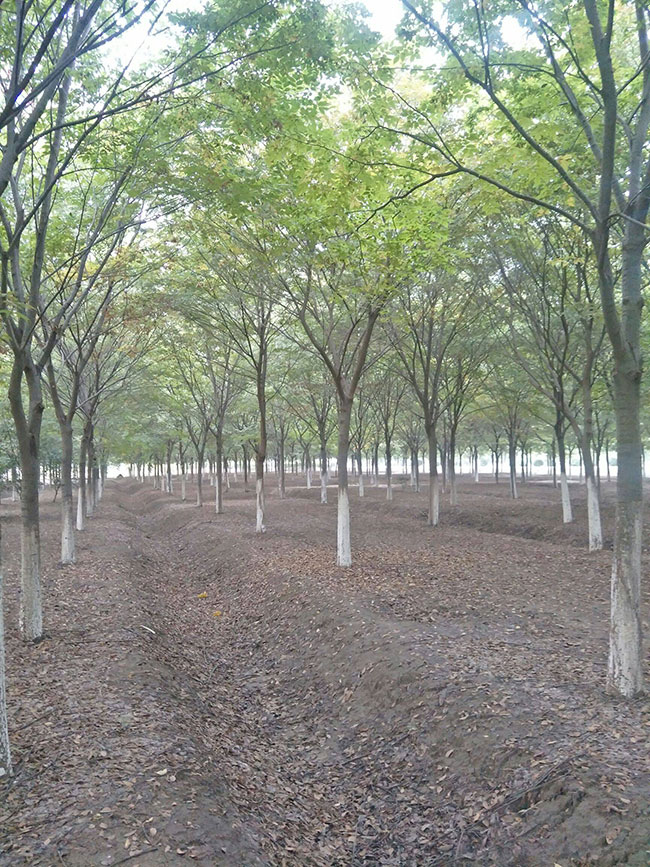 红榉多少钱一棵?2020年红榉价格最新价格