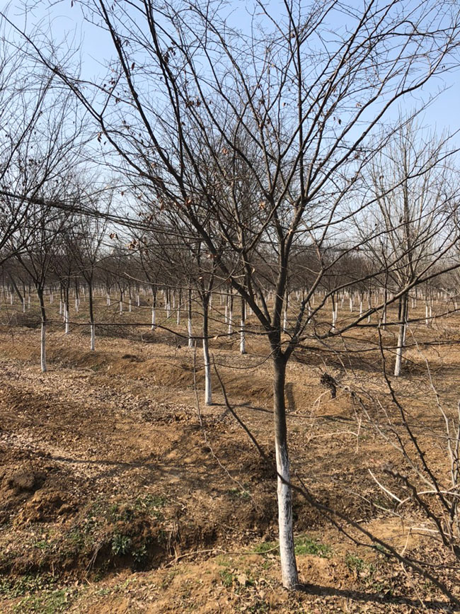 红榉多少钱一棵?2020年红榉价格最新价格